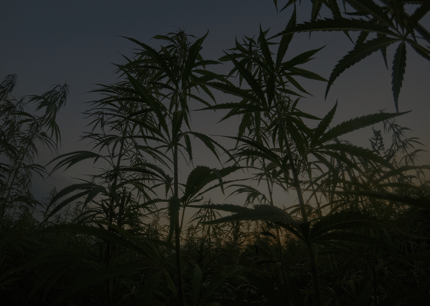 Building a Budding Cannabis Brand