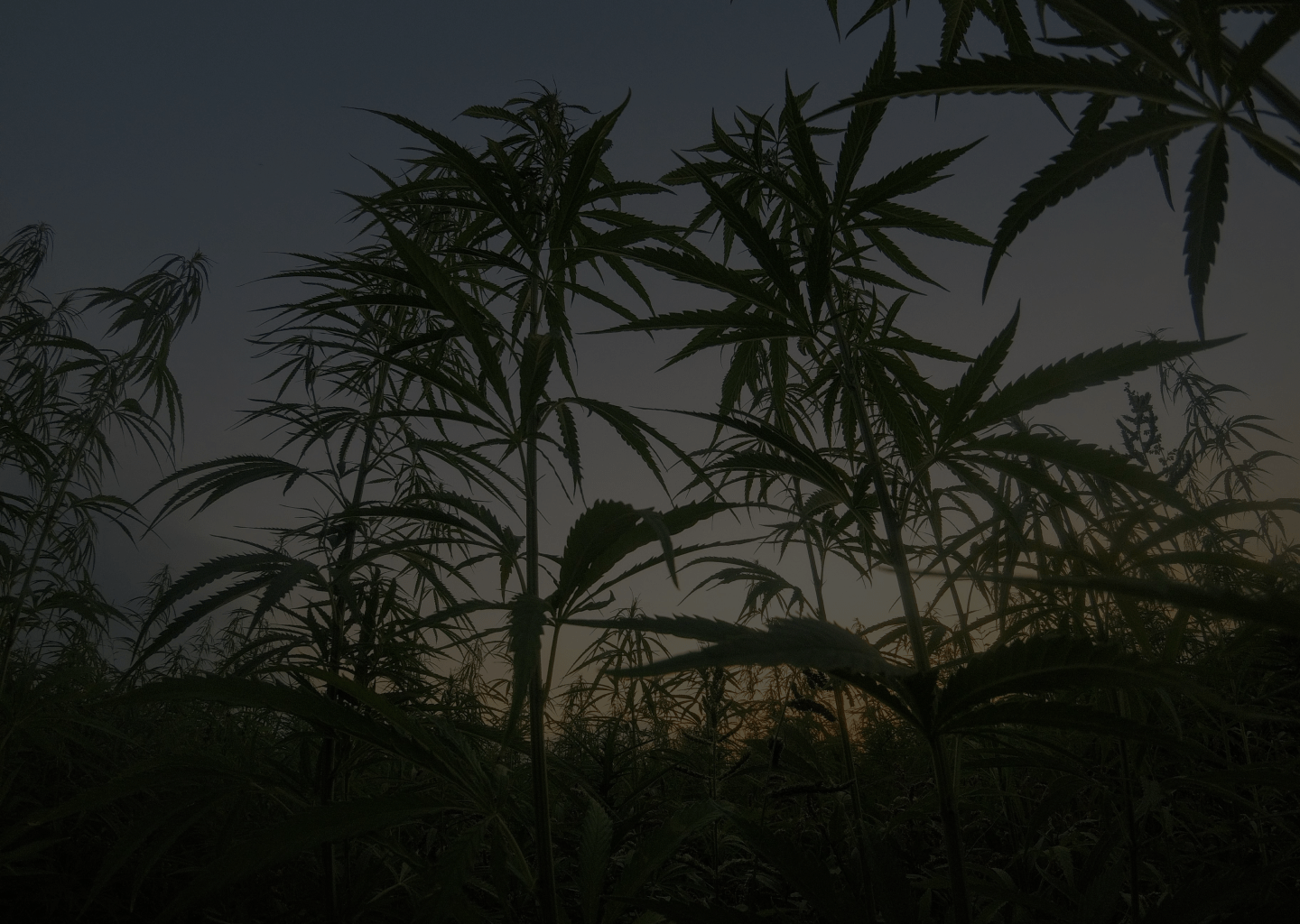 Building a Budding Cannabis Brand Thumbnail